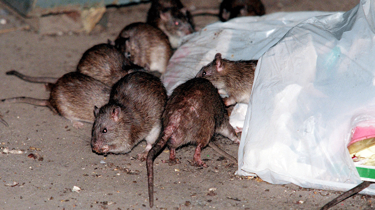 Brown-Rat-Takeover