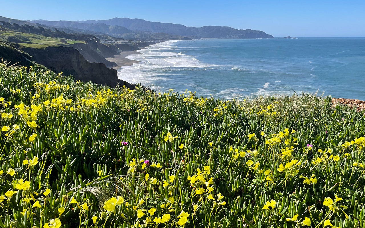 Read more about the article Will there be a ‘superbloom’ this year in California? Here’s what to know