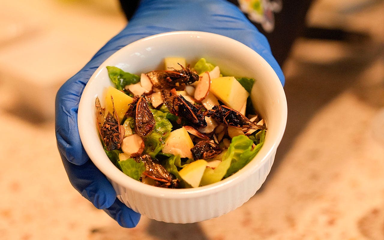 Crawfish, gumbo and cicadas? New orleans serves up array of insect-based treats