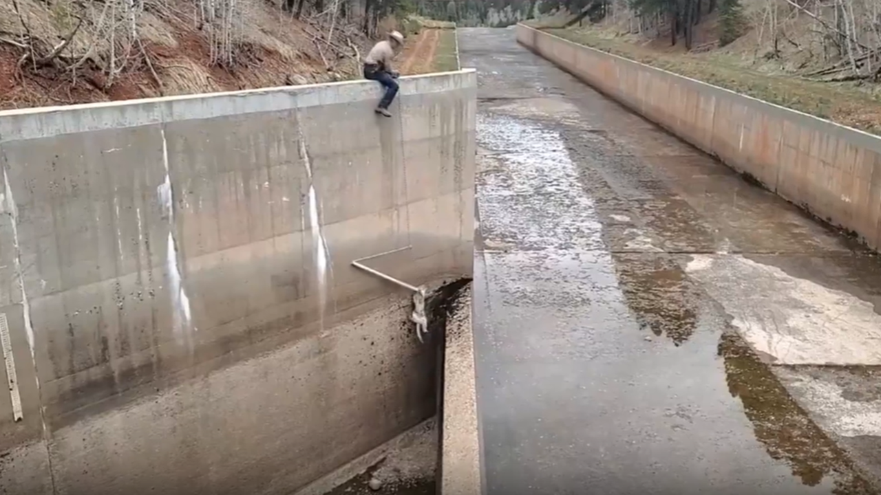 Video shows colorado wildlife officers dangling rope to rescue mountain lions from spillway