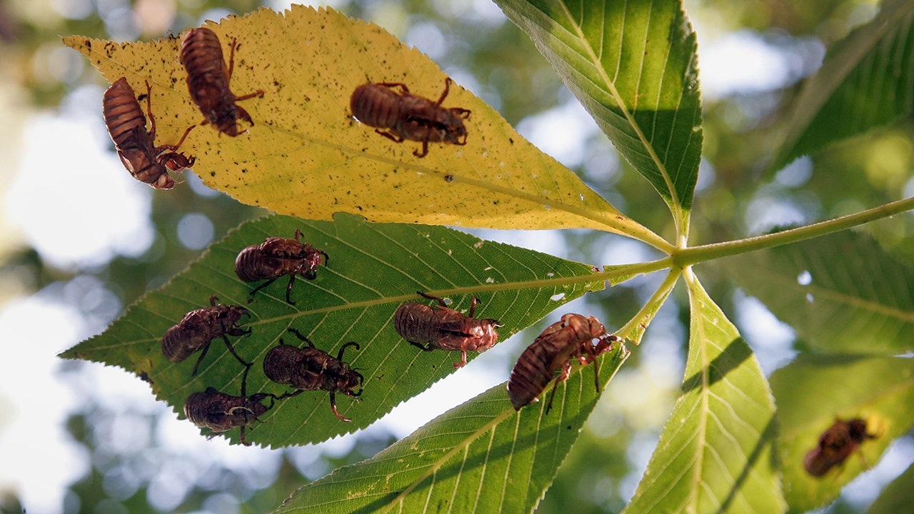 Read more about the article Cicada invasion: An ‘amazing’ American phenomenon and bonanza for anglers