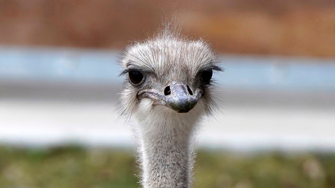News :Ostrich at Kansas zoo has died after swallowing keys belonging to zoo employee