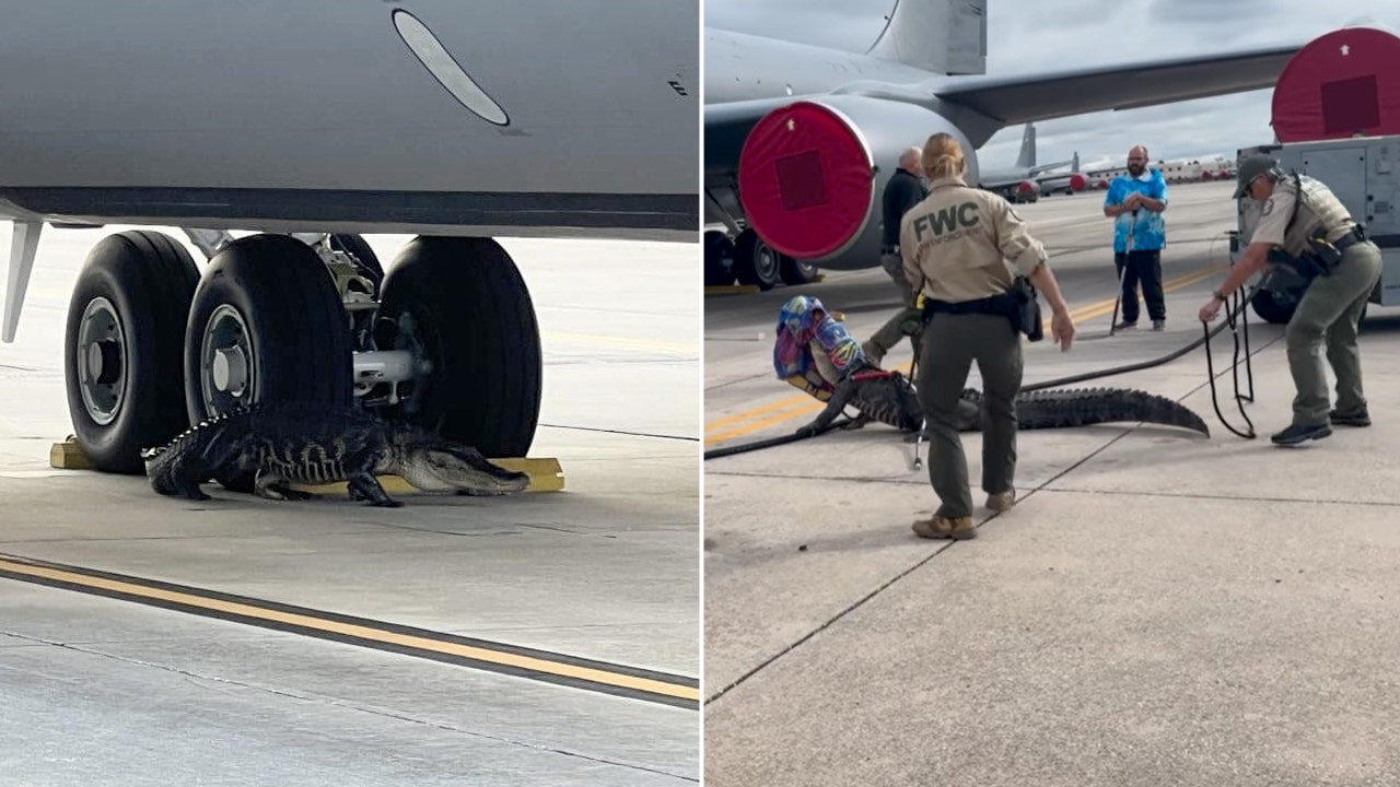 Video shows florida authorities wrangle alligator that wandered onto air force base tarmac