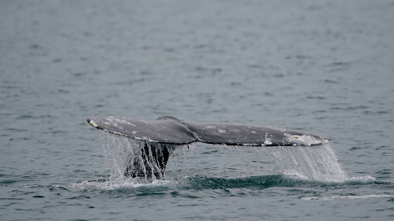 Pacific-Gray-Whales