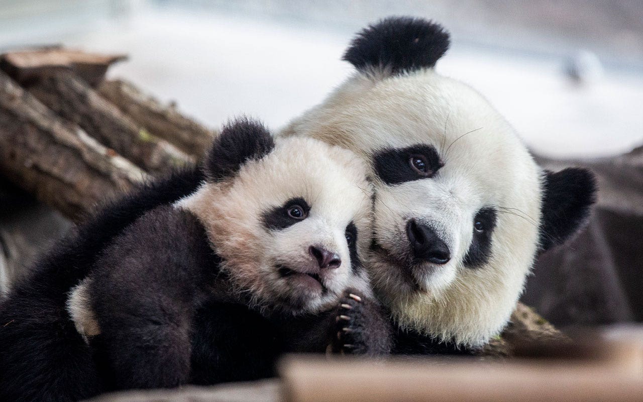 Read more about the article DC’s Smithsonian National Zoo to welcome pair of young pandas from China
