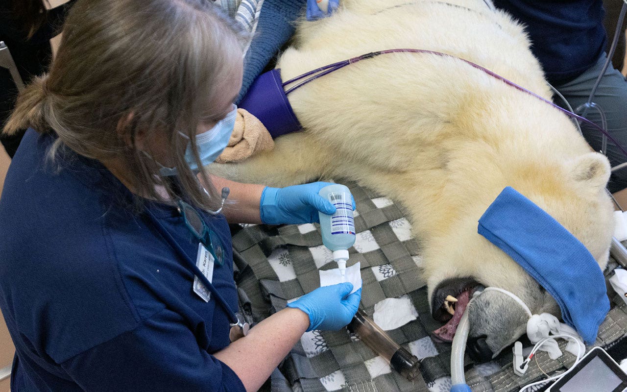 You are currently viewing WA polar bear cub Laerke receives encouraging results at annual physical exam