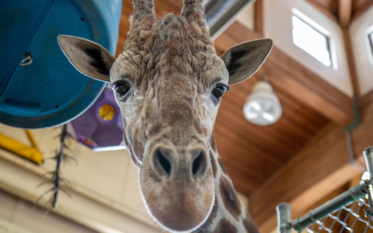 Read more about the article Sioux Falls zoo’s beloved giraffe Chioke euthanized after injury