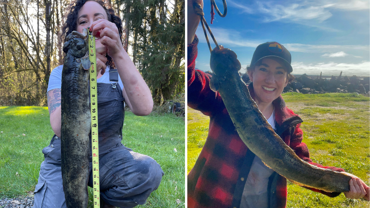 Tillamook, Oregon, resident Rebecca Jones caught a record-breaking monkeyface prickleback last week. (Oregon Department of Fish and Wildlife)