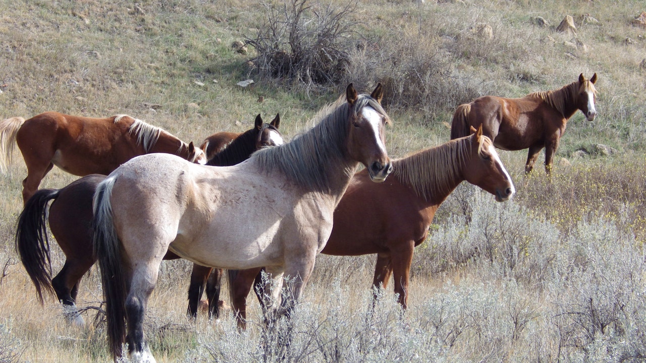 Read more about the article Wild horses to remain in North Dakota’s Theodore Roosevelt National Park, lawmaker says