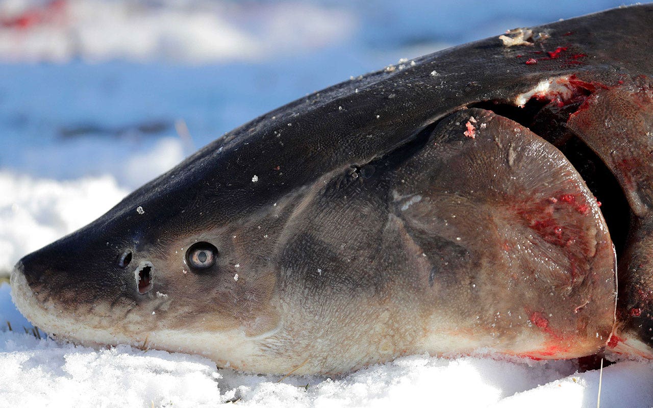 Read more about the article Prehistoric lake sturgeon denied endangered species status in US