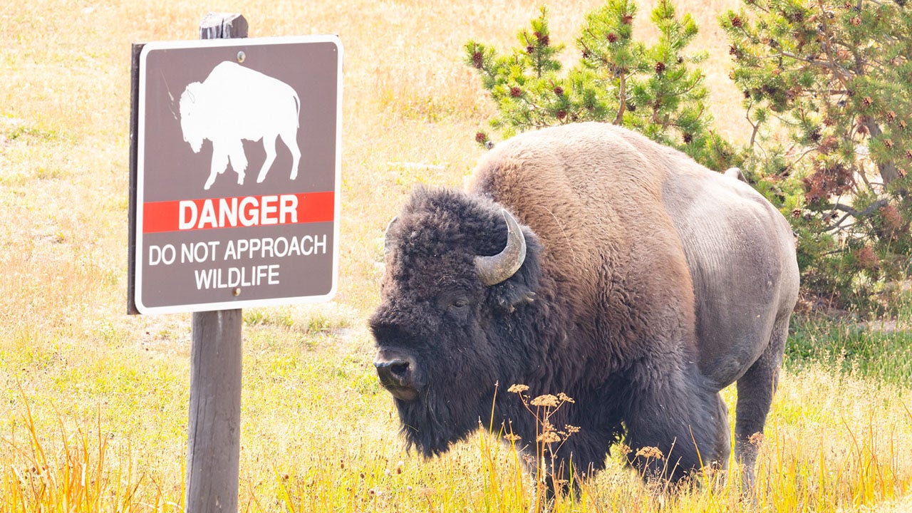 Read more about the article Idaho man arrested for kicking Yellowstone bison while drunk: officials