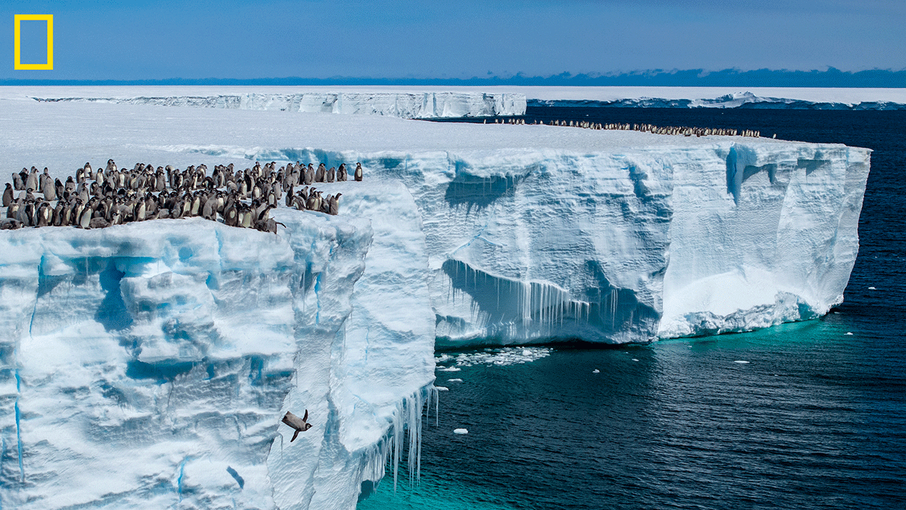 Filhotes de pinguim-imperador na Antártida
