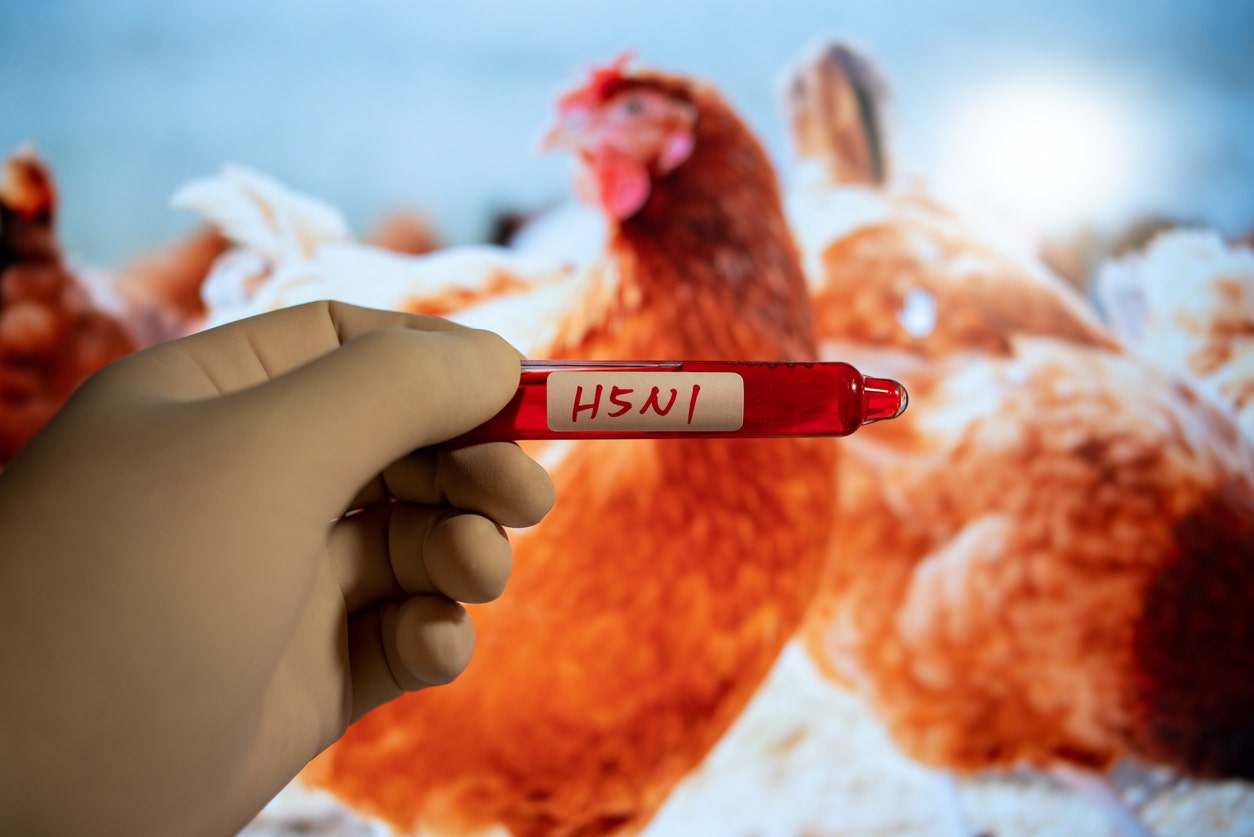 Read more about the article Bird flu pandemic in future? EU warns of potential spread to humans due to ‘lack of immune defense’