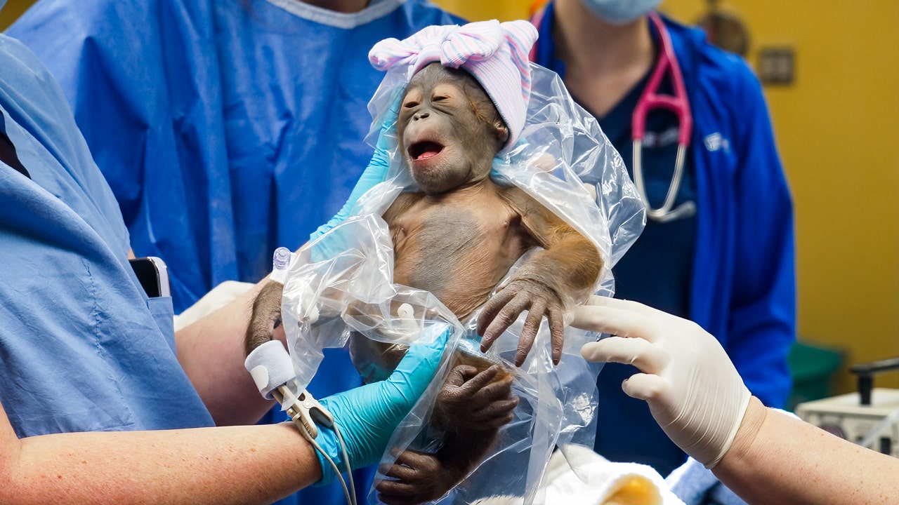 Read more about the article Endangered Bornean orangutan born at Busch Gardens Tampa Bay