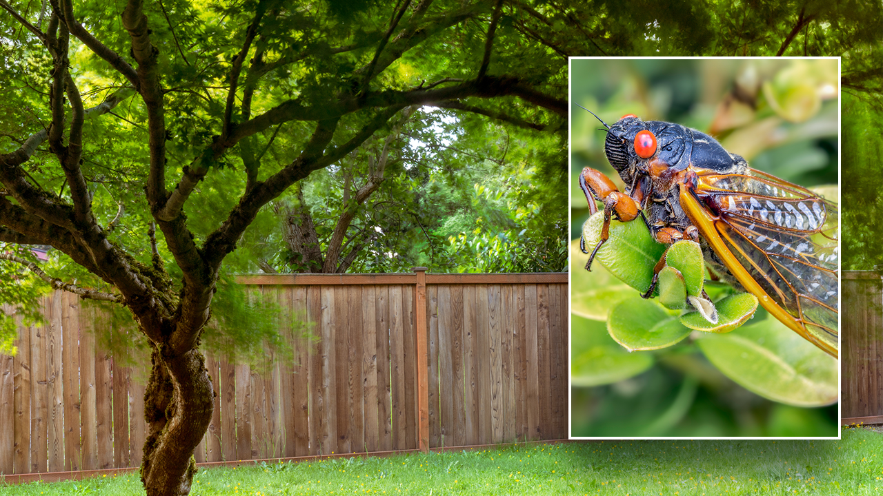 Two cicada broods are making a simultaneous comeback for the first time in 221 years - with trillions of insects expected to emerge across the country. (iStock)