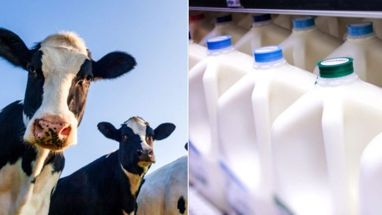 美国食品和药物管理局称杂货店牛奶中发现禽流感病毒，但对顾客没有风险
