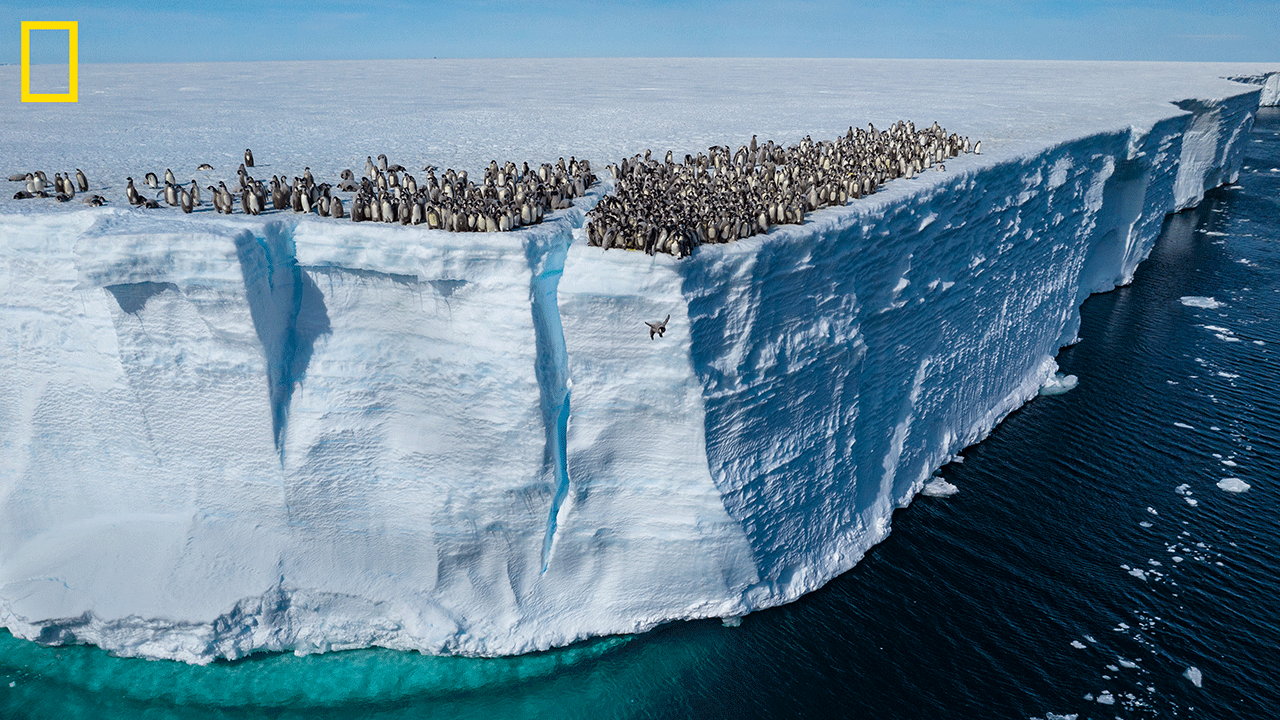 Emperor penguin jumping off cliff in Antarctica