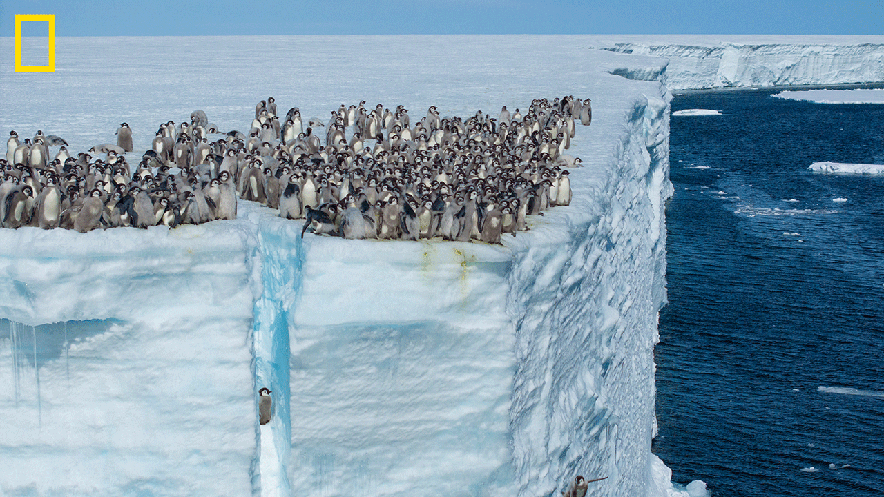 Emperor penguins jumping off icy cliff in Antarctica 