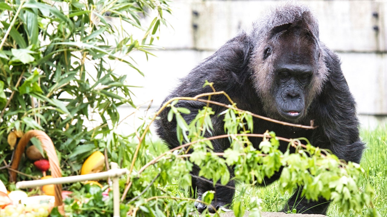 Berlin Zoo celebrates 67th birthday of world’s oldest known gorilla