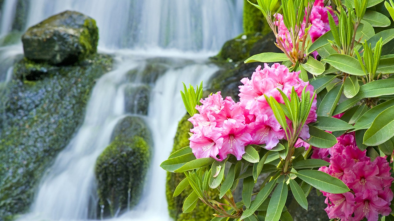 You are currently viewing Viajes de primavera: 5 jardines de flores en 5 zonas horarias que muestran la belleza estadounidense
