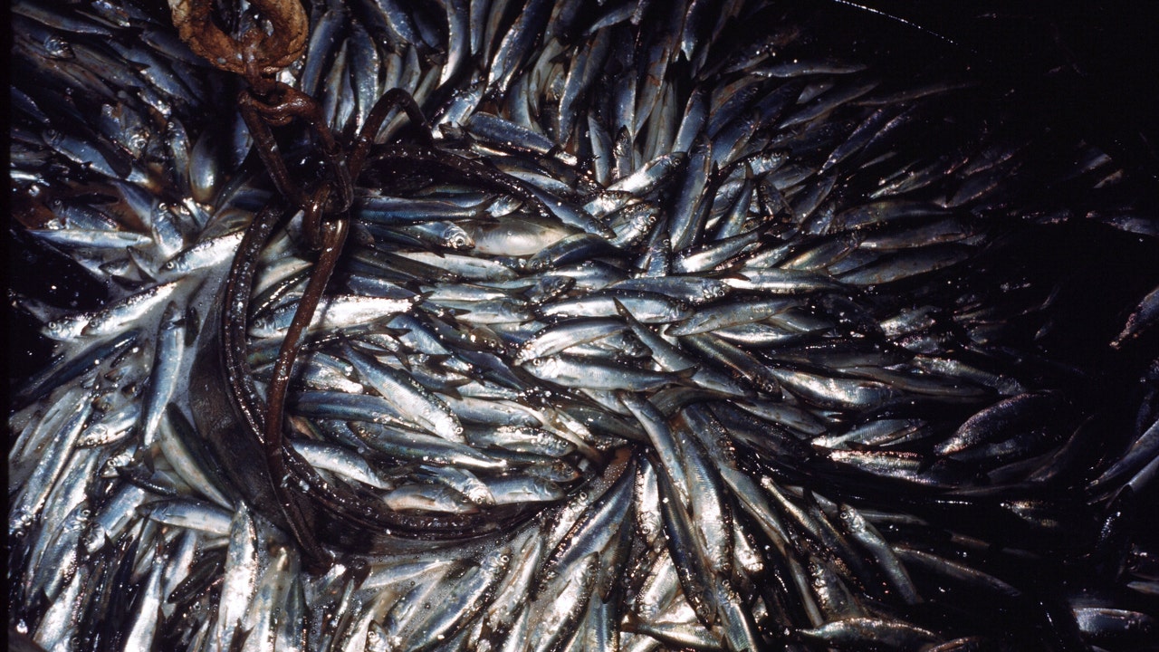 Judge rules feds didn't properly implement plan to restore pacific sardine population