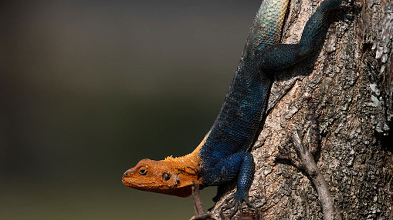 Read more about the article Invasive African lizard spotted moving north in Florida