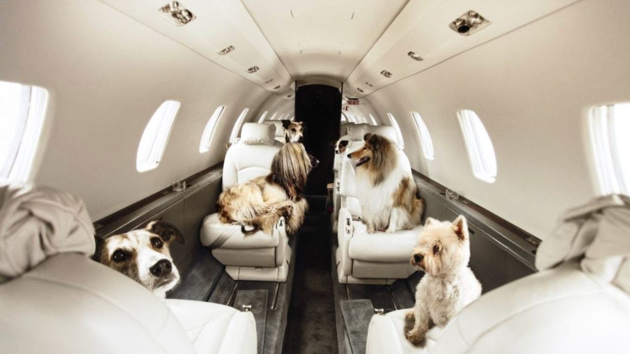 Read more about the article How to fly with your dog when money is no object