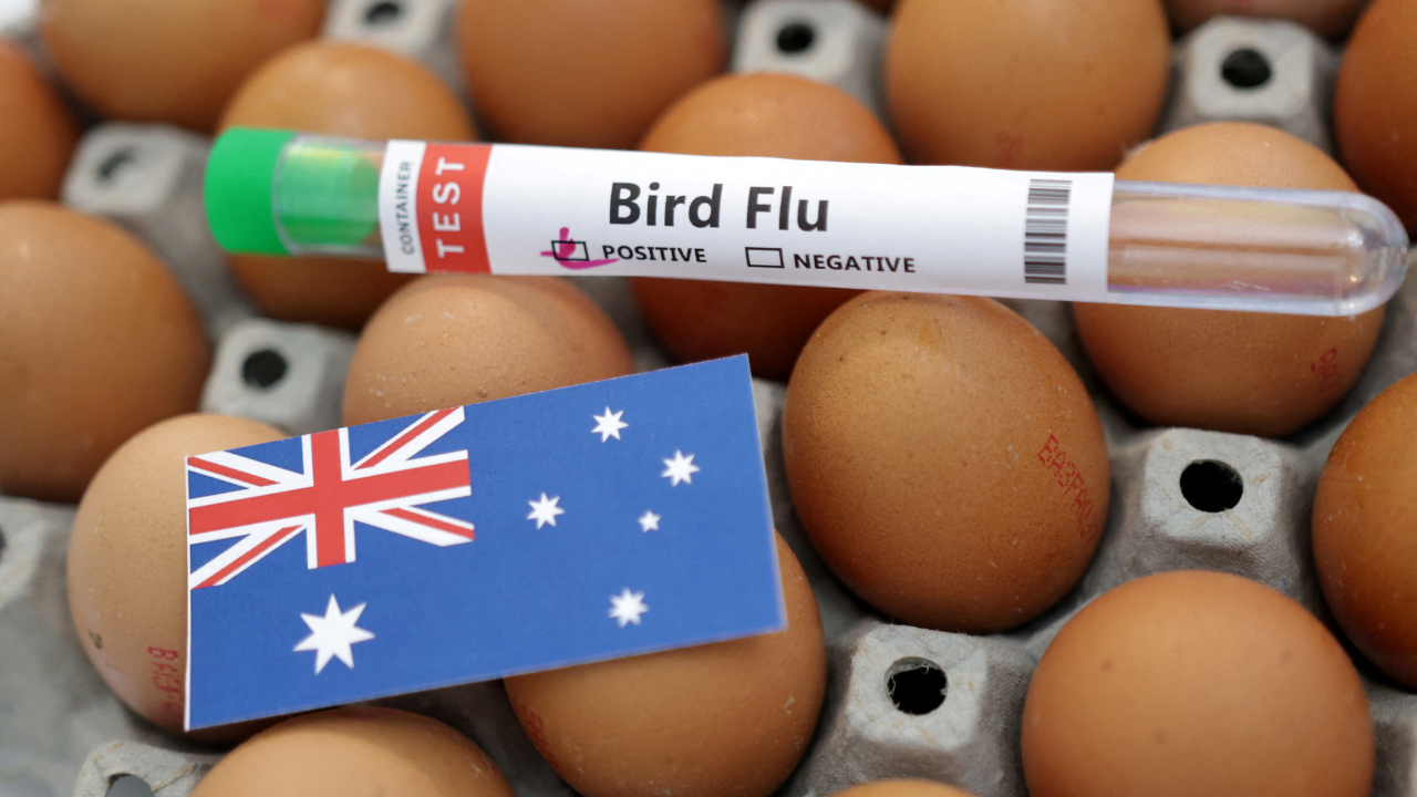 Australia studies new fowl flu case at poultry farm as world considerations rise
