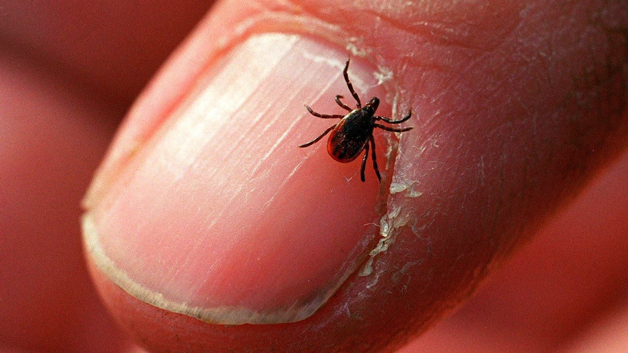 Expanding Tick Populations: Why Experts Warn of Increased Lyme Disease Risks This Season