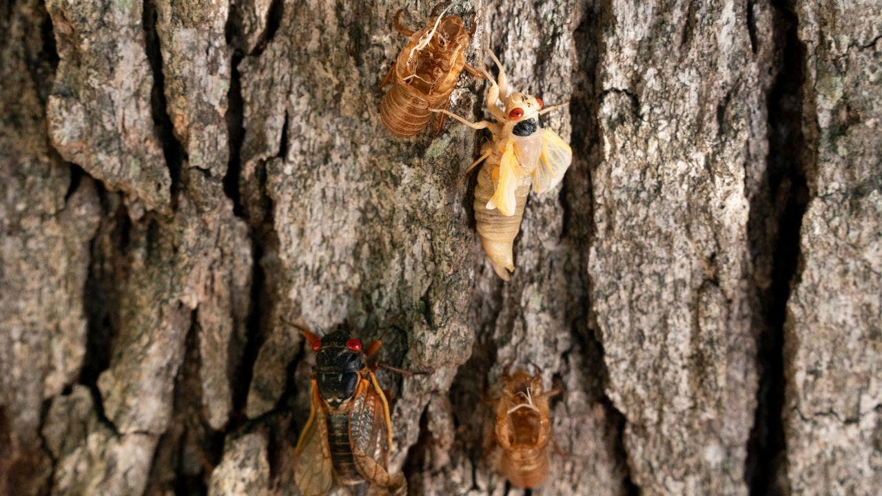 Read more about the article The cicada invasion has begun! Find out where the flying insects are emerging