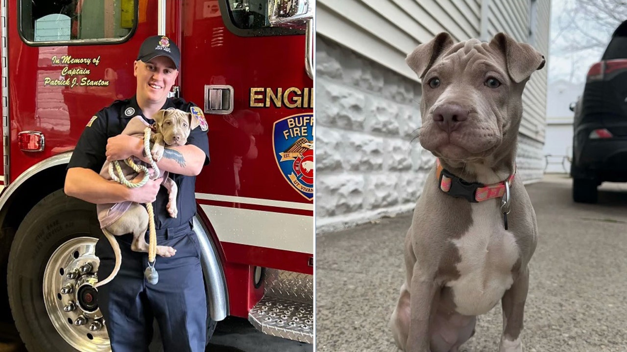 Anthony Pulvino, 30, a firefighter in Buffalo, New York, adopted a three-month-old puppy he helped save after she was hit by a car. The firefighters named her Auburn, after the street where they responded to a call during the same shift when they rescued the pup. (Anthony Pulvino, Buffalo FD)