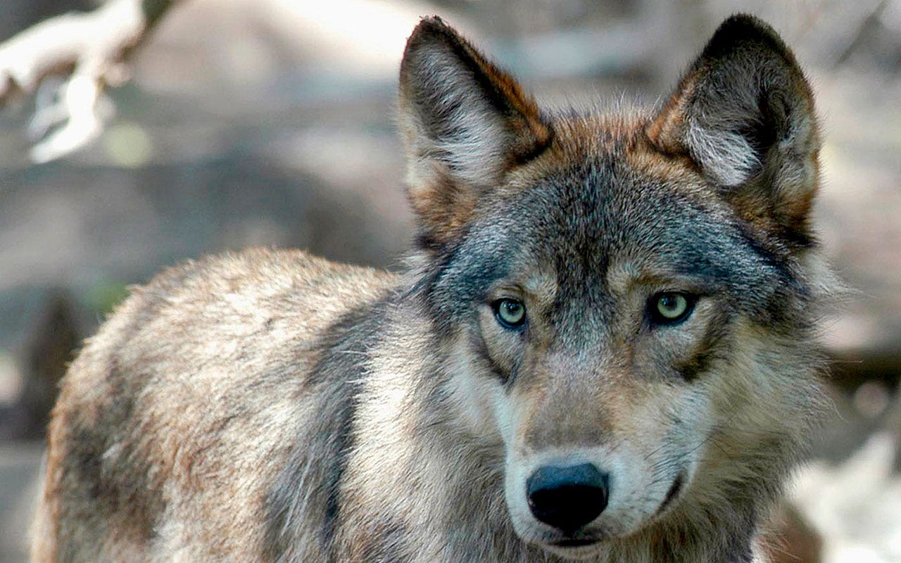 Read more about the article US House passes bill to remove gray wolves from endangered list in 48 states