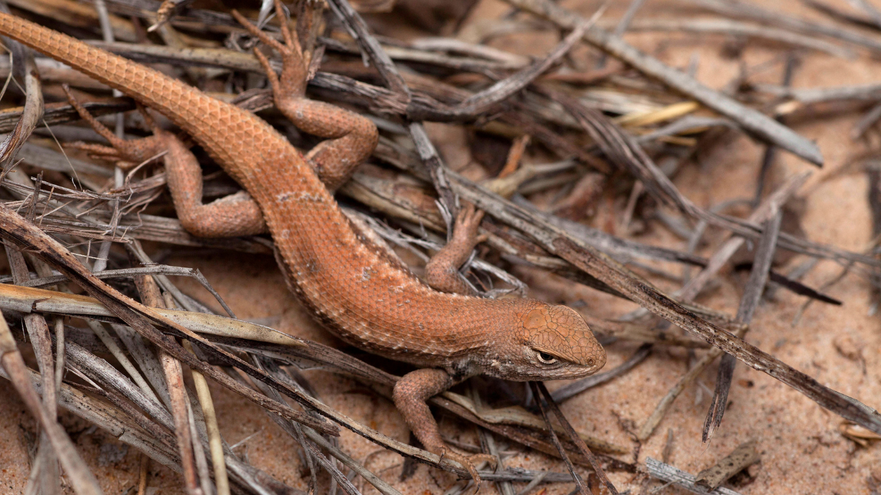 Read more about the article New endangered listing for rare lizard could slow oil and gas drilling