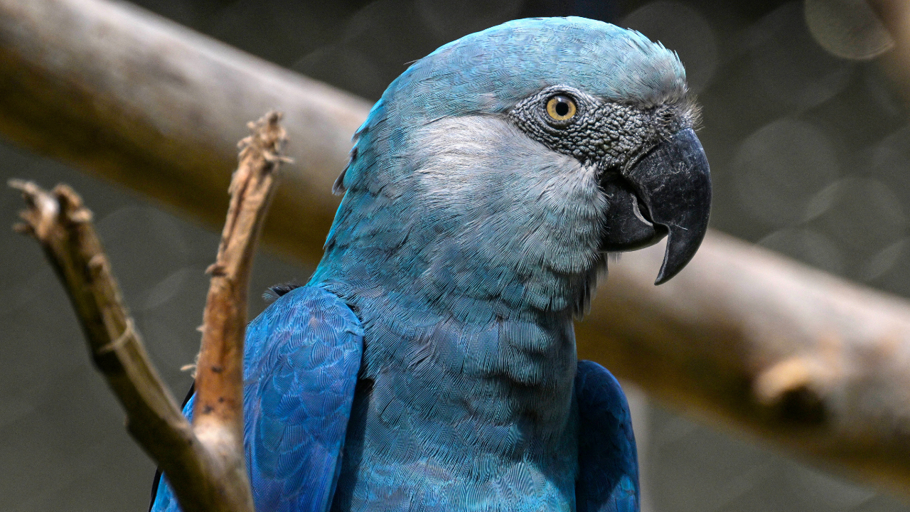 Read more about the article Climate change threatens Brazil’s beloved Spix’s macaw from animated ‘Rio’ films
