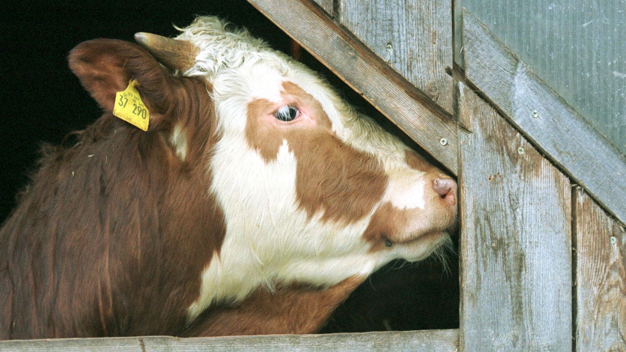 Read more about the article UK reports first mad cow disease case in 2 years
