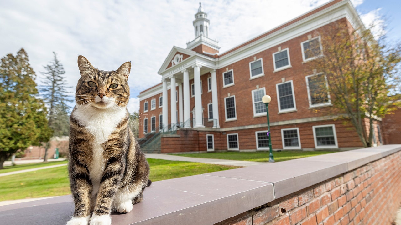 A college puts the 'cat' into 'education' by giving max an honorary 'doctor of litter-ature' degree