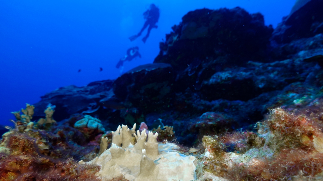 La température des océans augmente, menaçant le pire événement de blanchissement des coraux de l’histoire