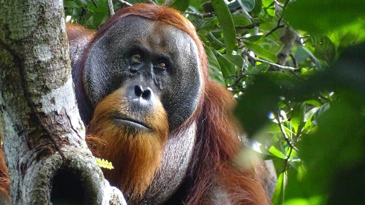 Wild orangutan in Indonesia appears to use medicinal plant to disinfect wound: 'Likely self-medication'