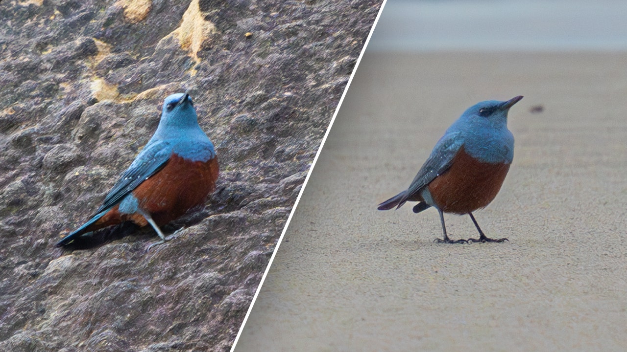 Super rare bird appears for first time in America, plus these donuts are a sweet trending treat