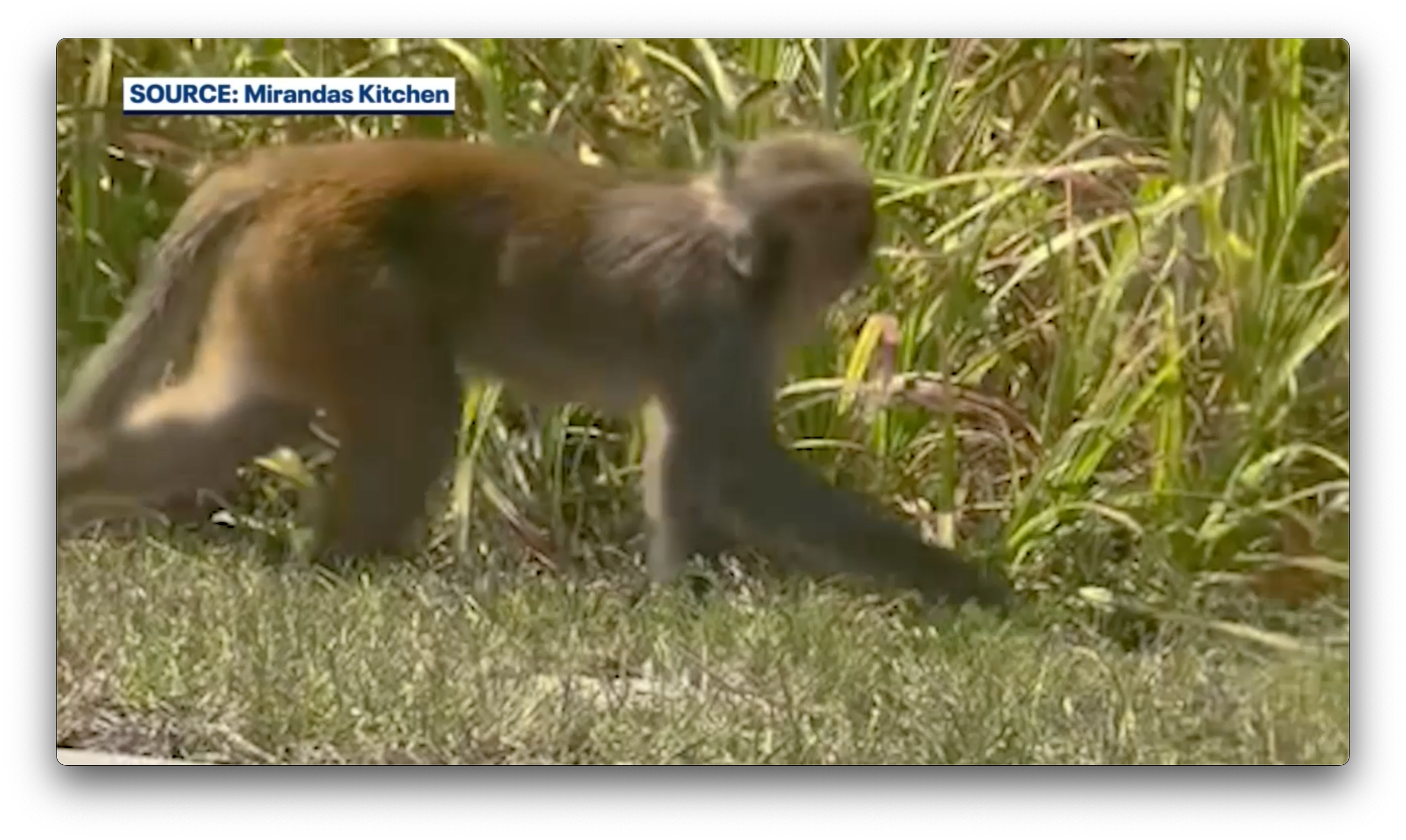 News :Wild monkey spotted roaming Florida neighborhood: ‘Absolutely crazy’