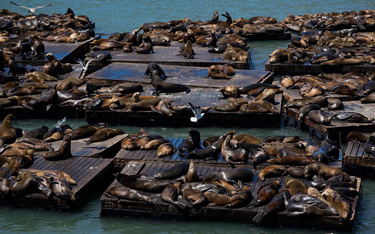 Sea lion numbers surge at popular california pier, reaching 15-year high