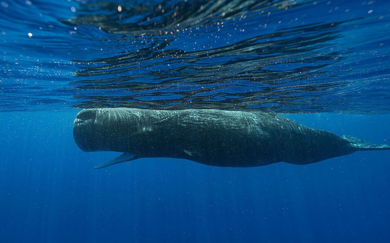 Read more about the article Basic building blocks of sperm whale language have been uncovered: Scientists
