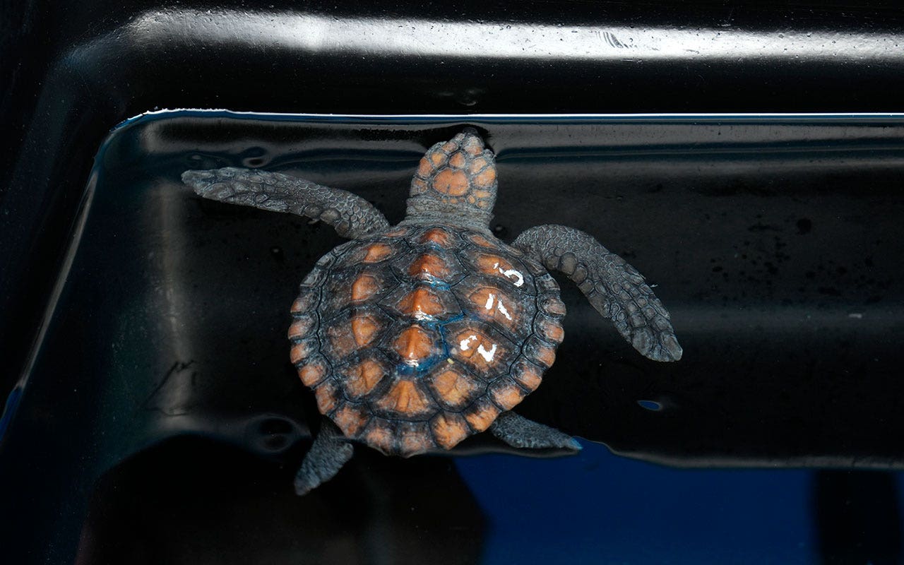 Read more about the article Rare storm leads surge of more than 500 baby sea turtles to aquarium