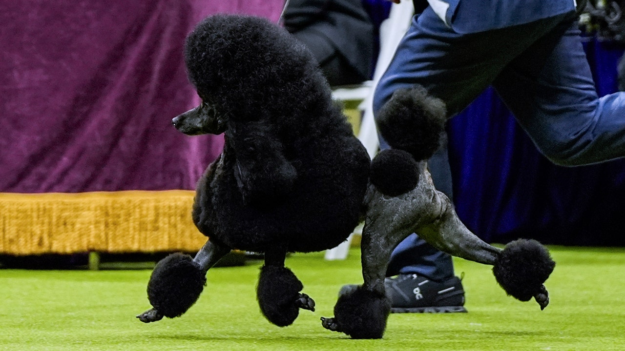 When Is The Westminster Dog Show 2024 Lilla Margot