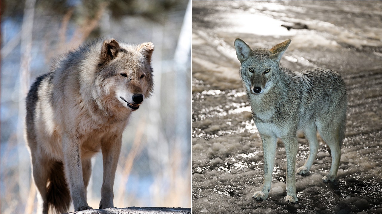 Read more about the article Nevada wildlife mystery solved, suspected wolves were actually coyotes