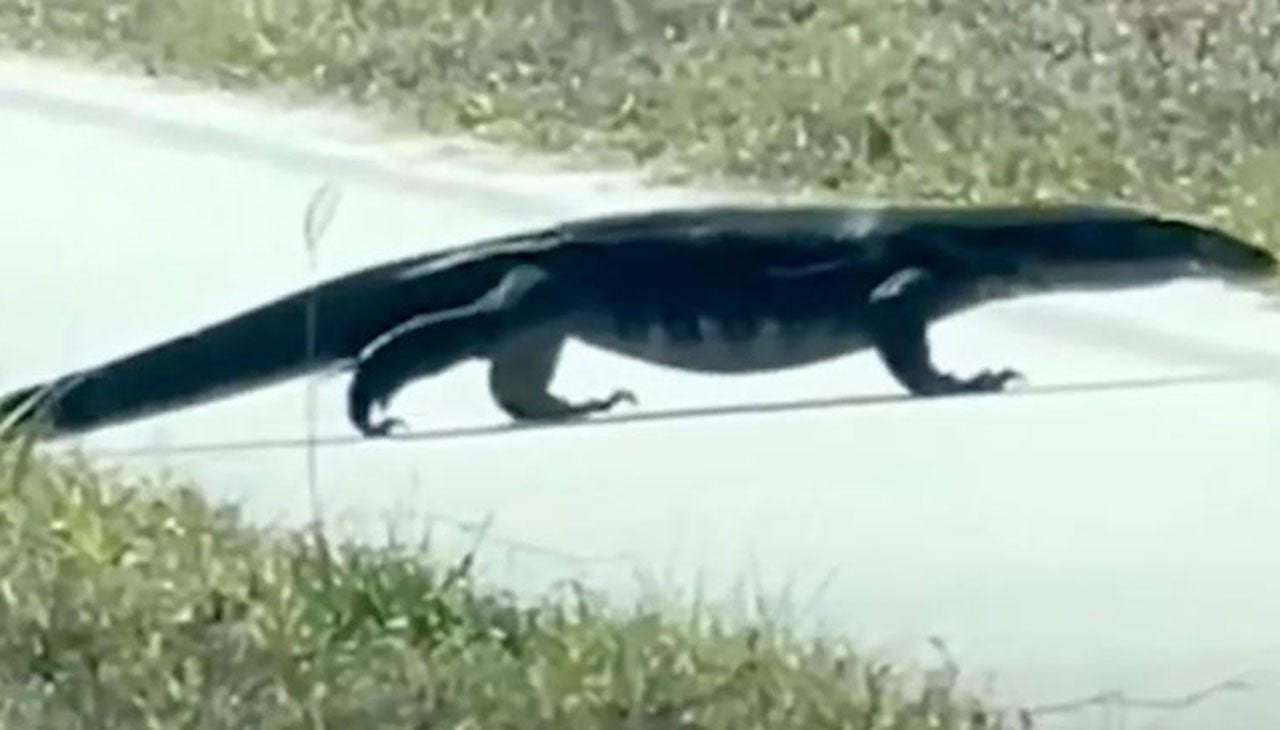 Invasive, 5-foot-long lizard seen near road in Florida, video shows ...