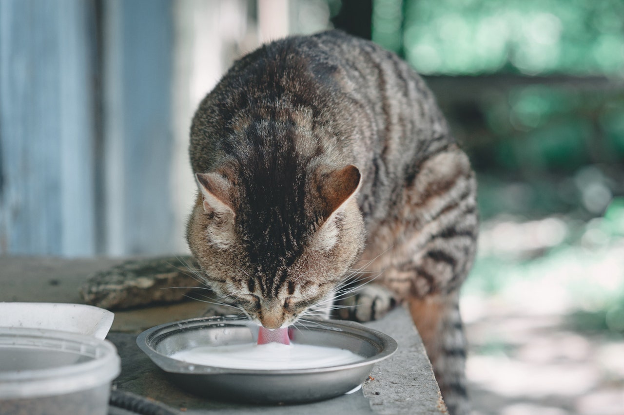 Read more about the article Texas cats die on dairy farm after drinking raw milk contaminated with bird flu, CDC warns