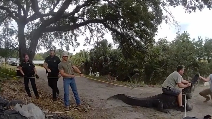 Read more about the article Florida authorities in video wrangle, remove massive alligator from pathway