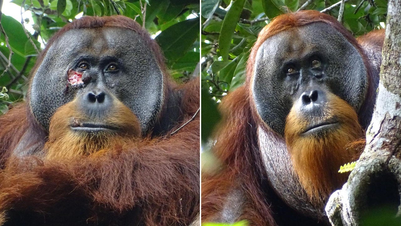 Read more about the article Orangutan in Indonesian rainforest treats own facial wound, say researchers: ‘Appeared intentional’