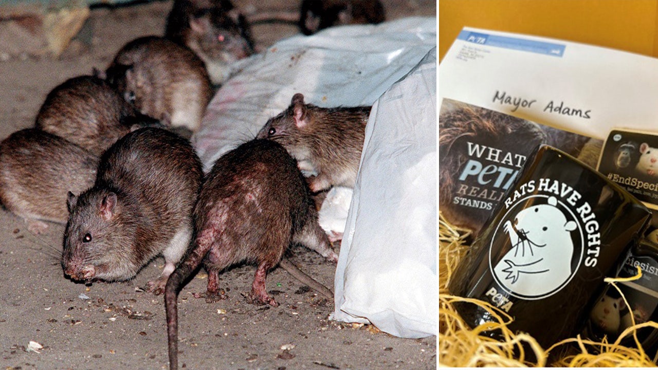 Read more about the article PETA calls out NYC mayor for ‘villainizing rats’